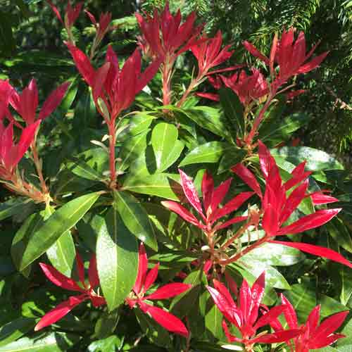 Pieris japonica Forest Flame Evergreen | ScotPlants Direct